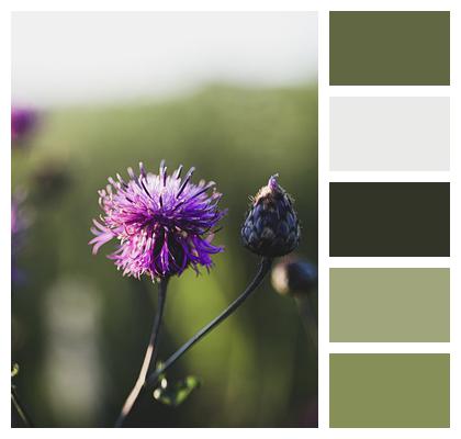 Plant Greater Knapweed Flower Image